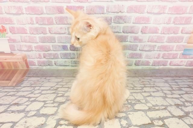 埼玉県のマンチカン (Coo&RIKUアニマルケアセンター大宮/2025年6月18日生まれ/男の子/レッドタビー)の子猫の4枚目の画像