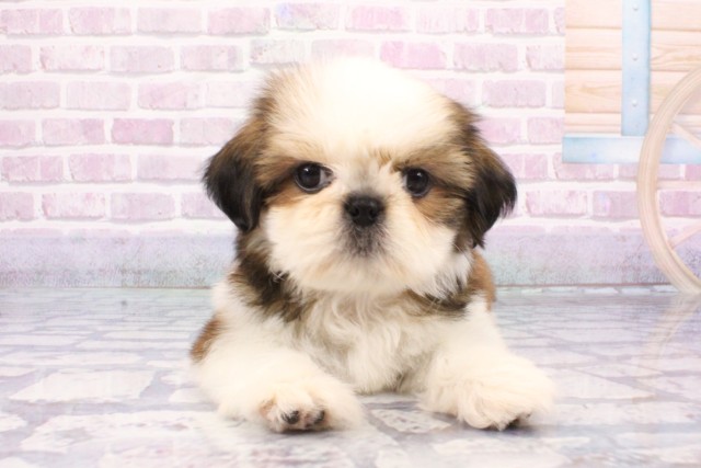 兵庫県のシーズー (Coo&RIKU神戸三宮店/2025年6月20日生まれ/女の子/ゴールドホワイト)の子犬