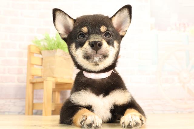 三重県の豆柴 (Coo&RIKU津高茶屋店/2025年6月23日生まれ/女の子/黒)の子犬