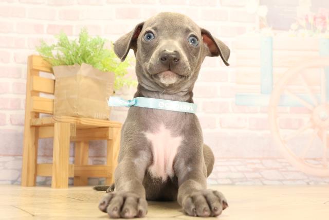 三重県のイタリアングレーハウンド (Coo&RIKU四日市店/2025年6月29日生まれ/男の子/ブルー)の子犬