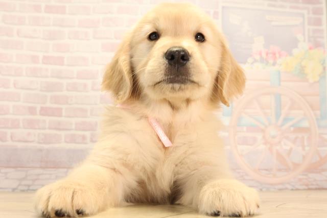 愛知県のゴールデンレトリバー (Coo&RIKU岡崎店/2025年6月27日生まれ/女の子/ゴールデン)の子犬