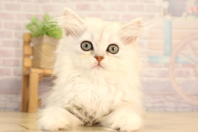 愛知県のペルシャ (Coo&RIKU名古屋中川店/2025年6月22日生まれ/女の子/チンチラシルバー)の子猫