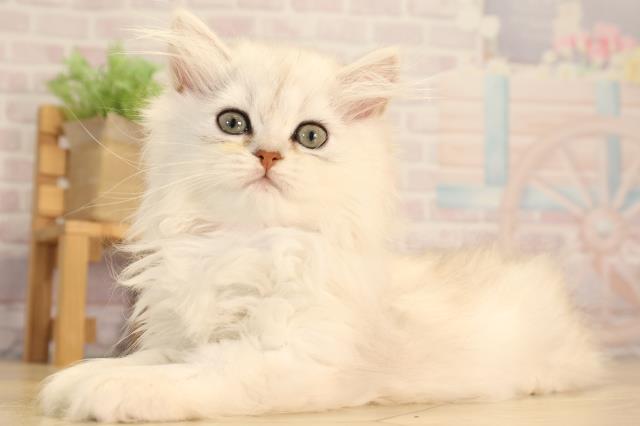 愛知県のペルシャ (Coo&RIKU名古屋中川店/2025年6月22日生まれ/女の子/チンチラシルバー)の子猫の3枚目の画像