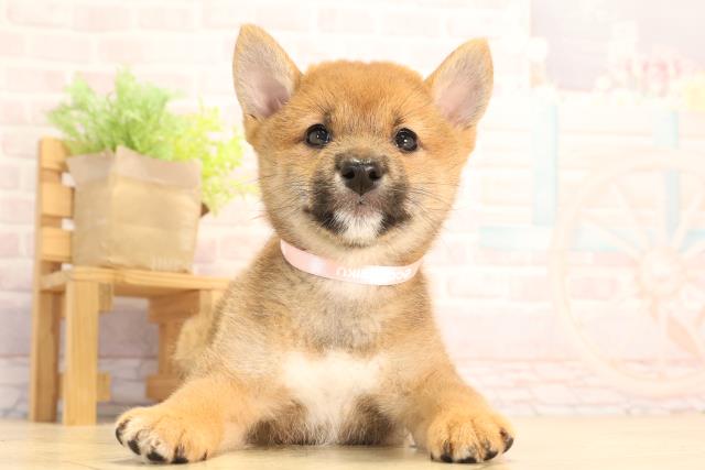 愛知県の豆柴 (Coo&RIKU東海一宮店/2025年6月28日生まれ/女の子/赤)の子犬の1枚目の画像