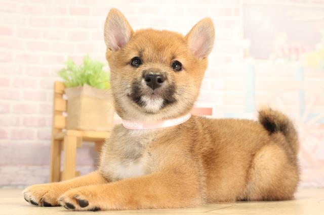 愛知県の豆柴 (Coo&RIKU東海一宮店/2025年6月28日生まれ/女の子/赤)の子犬の3枚目の画像