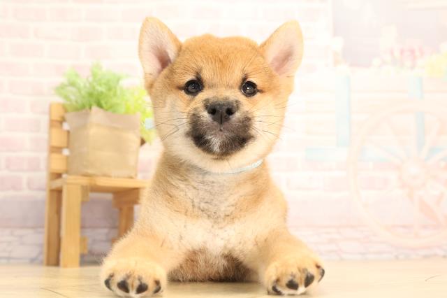 岐阜県の豆柴 (Coo&RIKU岐南店/2025年6月28日生まれ/男の子/赤)の子犬