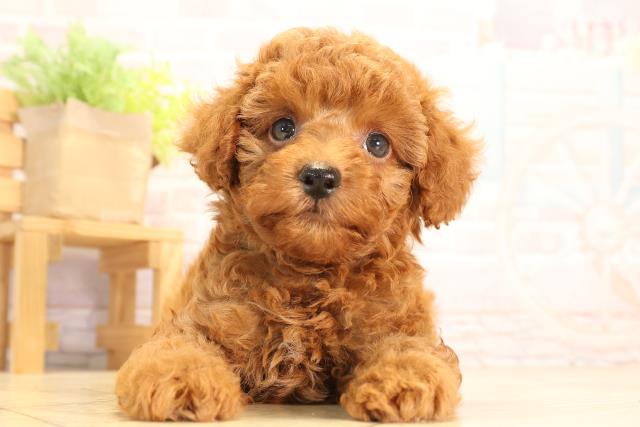 愛知県のトイプードル(トイ) (Coo&RIKU半田店/2025年6月29日生まれ/男の子/レッド)の子犬の1枚目の画像
