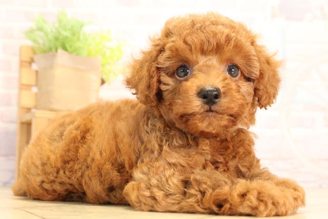 愛知県のトイプードル(トイ) (Coo&RIKU半田店/2025年6月29日生まれ/男の子/レッド)の子犬の2枚目の画像