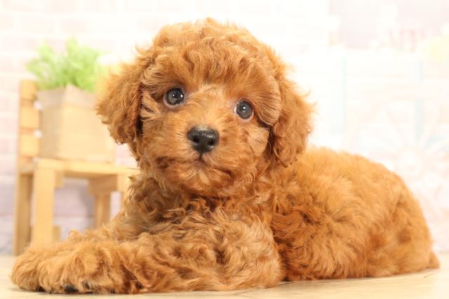 愛知県のトイプードル(トイ) (Coo&RIKU半田店/2025年6月29日生まれ/男の子/レッド)の子犬の3枚目の画像