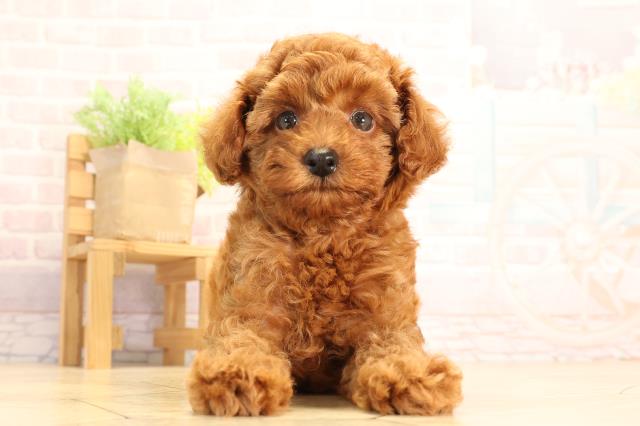 愛知県のトイプードル(トイ) (Coo&RIKU豊橋店/2025年6月29日生まれ/女の子/レッド)の子犬