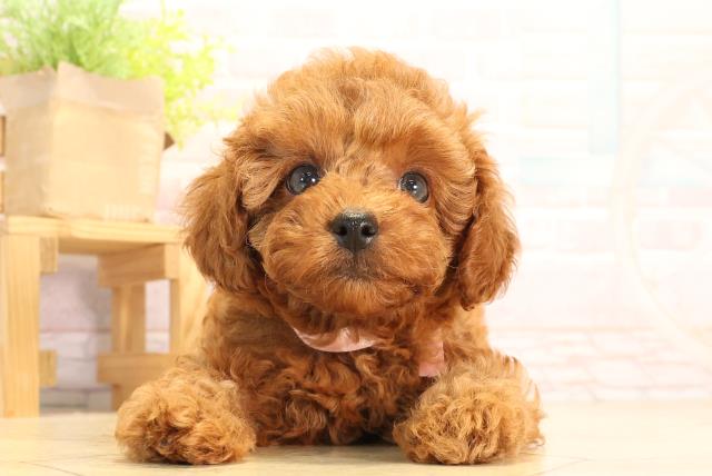 愛知県のトイプードル(トイ) (Coo&RIKU豊田店/2025年6月29日生まれ/女の子/レッド)の子犬の1枚目の画像