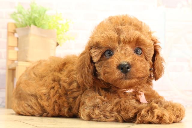 愛知県のトイプードル(トイ) (Coo&RIKU豊田店/2025年6月29日生まれ/女の子/レッド)の子犬の2枚目の画像