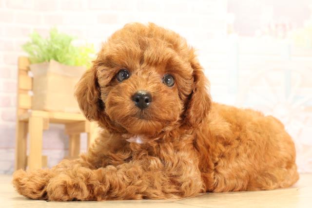 愛知県のトイプードル(トイ) (Coo&RIKU豊田店/2025年6月29日生まれ/女の子/レッド)の子犬の3枚目の画像
