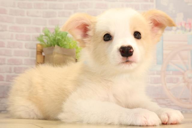 愛知県のボーダーコリー (Coo&RIKU岡崎店/2025年6月28日生まれ/男の子/レッドホワイト)の子犬の2枚目の画像