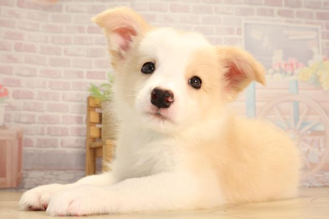 愛知県のボーダーコリー (Coo&RIKU岡崎店/2025年6月28日生まれ/男の子/レッドホワイト)の子犬の3枚目の画像