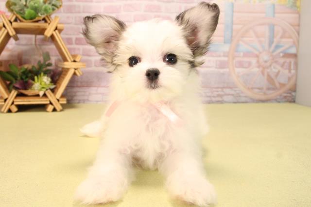 愛知県のハーフ犬・ミックス犬 (Coo&RIKU豊田店/2025年6月26日生まれ/女の子/ホワイトセーブル)の子犬の1枚目の画像