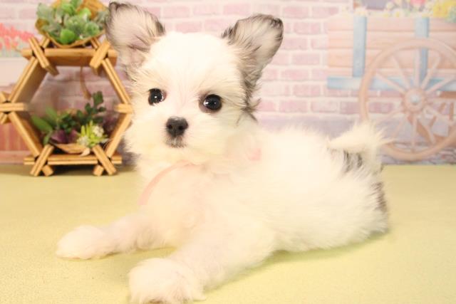 愛知県のハーフ犬・ミックス犬 (Coo&RIKU豊田店/2025年6月26日生まれ/女の子/ホワイトセーブル)の子犬の3枚目の画像