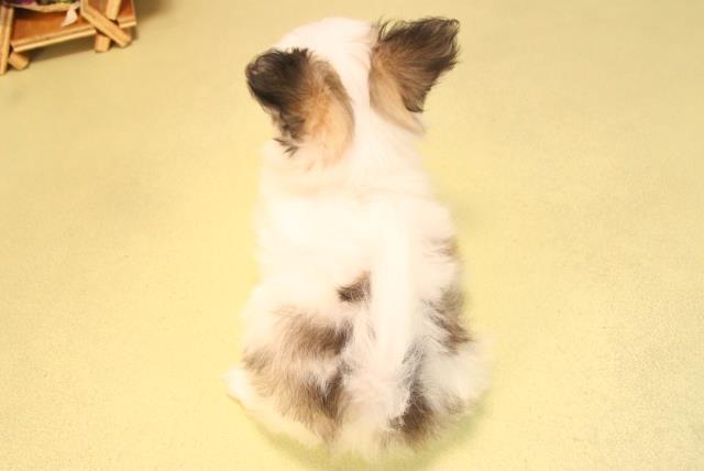 愛知県のハーフ犬・ミックス犬 (Coo&RIKU豊田店/2025年6月26日生まれ/女の子/ホワイトセーブル)の子犬の4枚目の画像