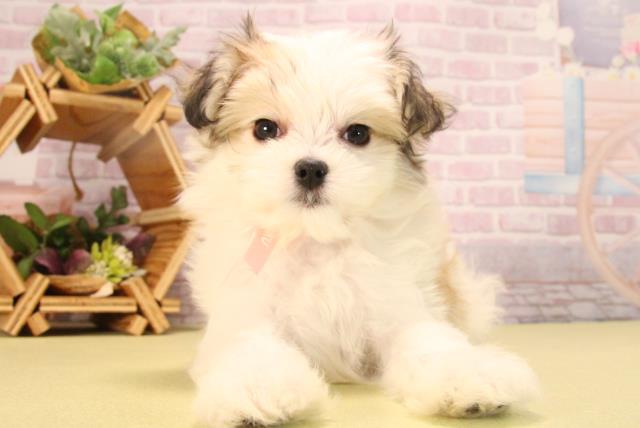 愛知県のハーフ犬・ミックス犬 (Coo&RIKU半田店/2025年6月26日生まれ/女の子/ホワイトセーブル)の子犬の1枚目の画像