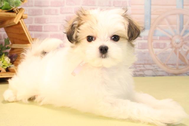 愛知県のハーフ犬・ミックス犬 (Coo&RIKU半田店/2025年6月26日生まれ/女の子/ホワイトセーブル)の子犬の2枚目の画像