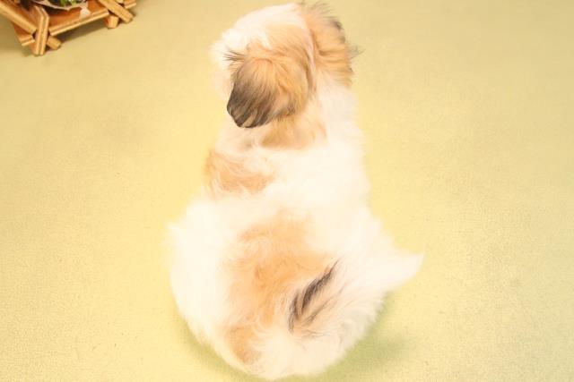 愛知県のハーフ犬・ミックス犬 (Coo&RIKU半田店/2025年6月26日生まれ/女の子/ホワイトセーブル)の子犬の4枚目の画像