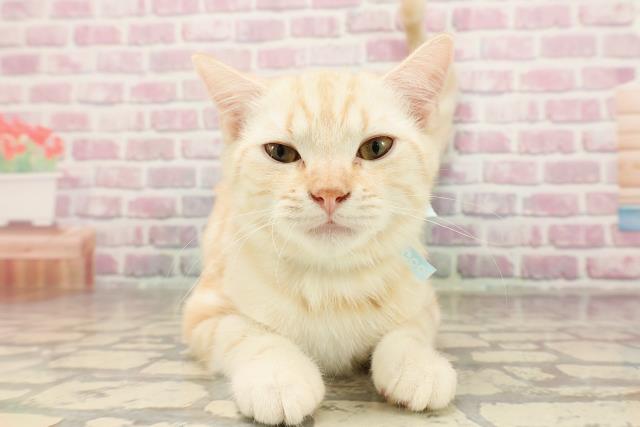 東京都のスコティッシュフォールド (Coo&RIKU板橋店/2025年4月4日生まれ/男の子/クリームタビー)の子猫の1枚目の画像