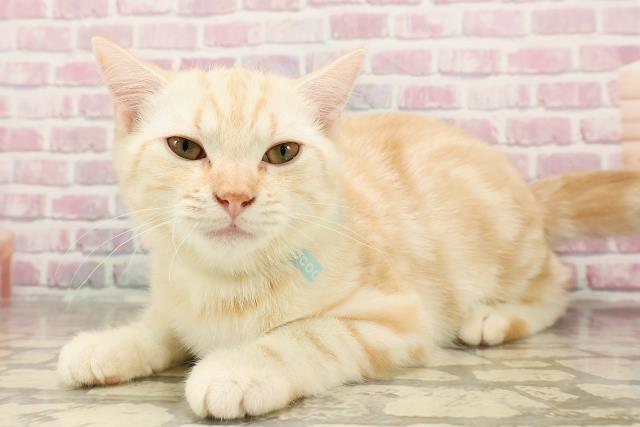 東京都のスコティッシュフォールド (Coo&RIKU板橋店/2025年4月4日生まれ/男の子/クリームタビー)の子猫の2枚目の画像