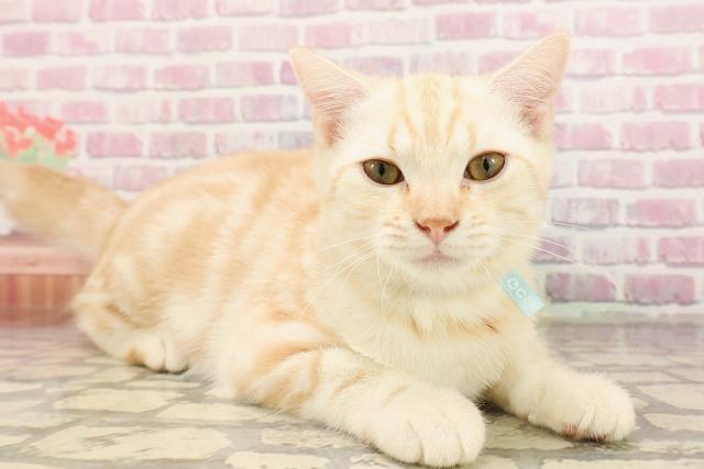東京都のスコティッシュフォールド (Coo&RIKU板橋店/2025年4月4日生まれ/男の子/クリームタビー)の子猫の3枚目の画像