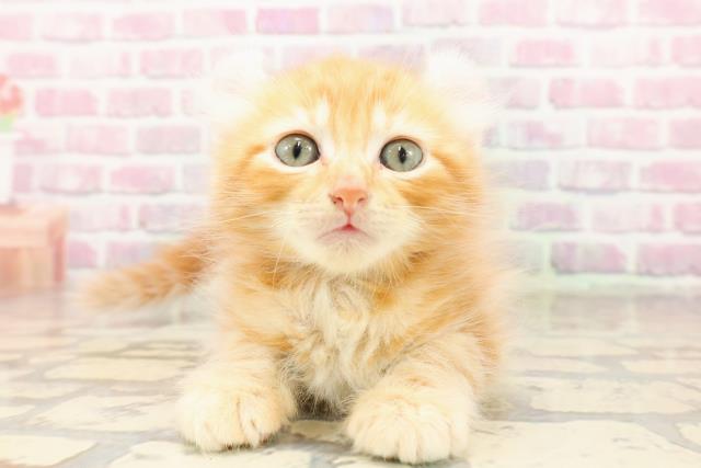 北海道のアメリカンカール (Coo&RIKU苫小牧店/2025年6月28日生まれ/男の子/レッドタビー)の子猫の1枚目の画像