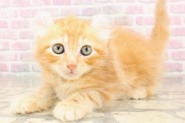 北海道のアメリカンカール (Coo&RIKU苫小牧店/2025年6月28日生まれ/男の子/レッドタビー)の子猫の2枚目の画像