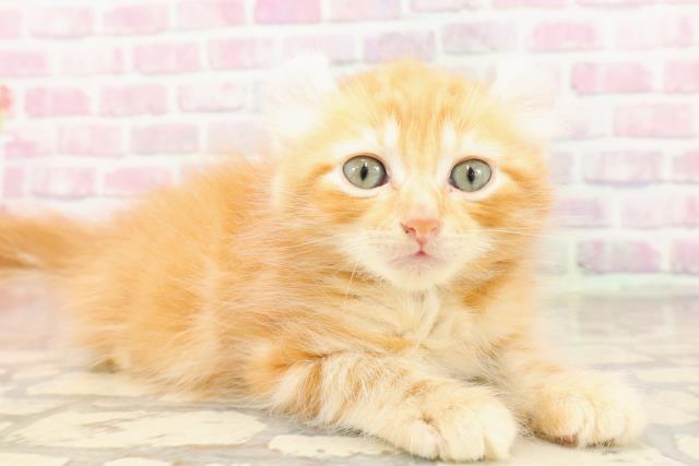 北海道のアメリカンカール (Coo&RIKU苫小牧店/2025年6月28日生まれ/男の子/レッドタビー)の子猫の3枚目の画像