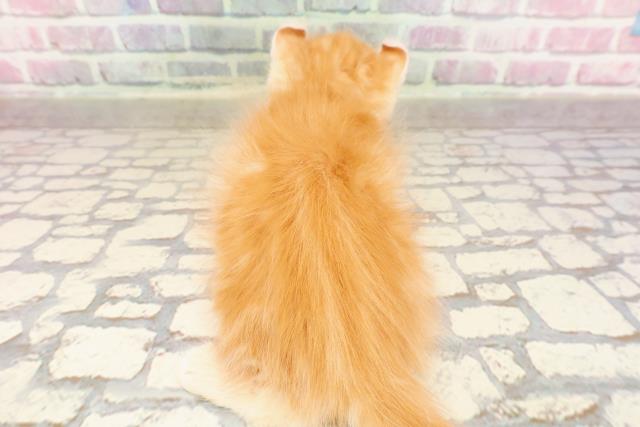 北海道のアメリカンカール (Coo&RIKU苫小牧店/2025年6月28日生まれ/男の子/レッドタビー)の子猫の4枚目の画像