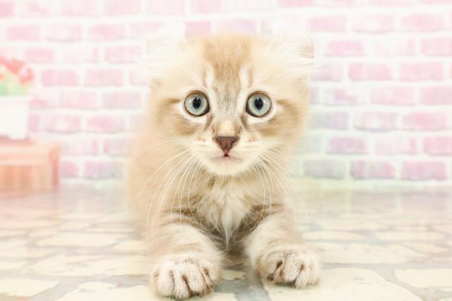 青森県のアメリカンカール (Coo&RIKU青森店/2025年6月28日生まれ/男の子/ブラウンタビー)の子猫の1枚目の画像
