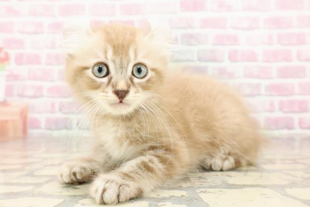 青森県のアメリカンカール (Coo&RIKU青森店/2025年6月28日生まれ/男の子/ブラウンタビー)の子猫の2枚目の画像