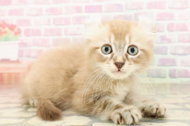 青森県のアメリカンカール (Coo&RIKU青森店/2025年6月28日生まれ/男の子/ブラウンタビー)の子猫の3枚目の画像
