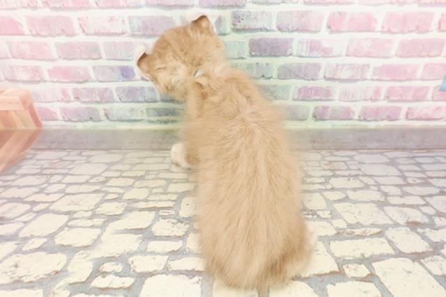 青森県のアメリカンカール (Coo&RIKU青森店/2025年6月28日生まれ/男の子/ブラウンタビー)の子猫の4枚目の画像