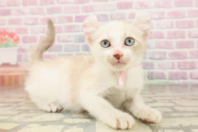 秋田県のアメリカンカール (Coo&RIKU秋田店/2025年6月28日生まれ/女の子/クリームタビーホワイト)の子猫の3枚目の画像