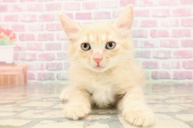 神奈川県のアメリカンカール (Coo&RIKU藤沢店/2025年6月27日生まれ/男の子/クリームタビー)の子猫