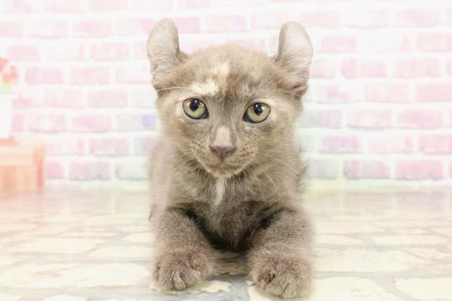 ワンちゃん・ネコちゃん(子犬・子猫)検索結果 | ペットショップ