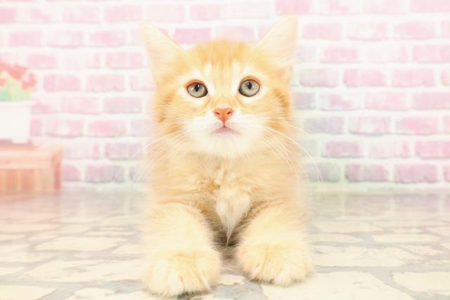 栃木県のサイベリアン (Coo&RIKUFKDインターパーク店/2025年6月29日生まれ/男の子/レッドタビー)の子猫
