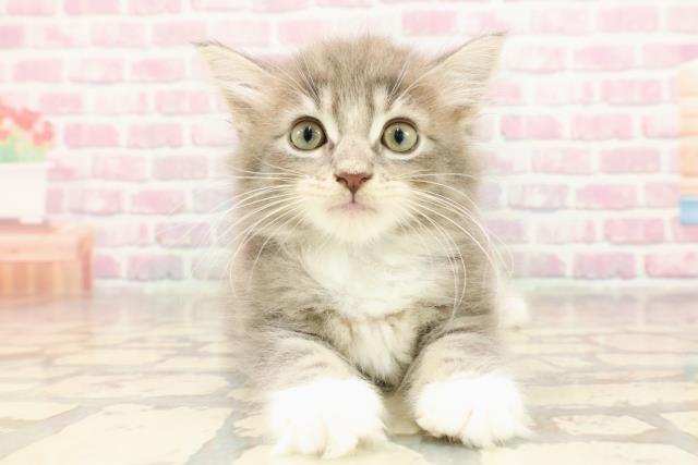 神奈川県のサイベリアン (Coo&RIKU藤沢店/2025年6月27日生まれ/男の子/ブルータビーホワイト)の子猫