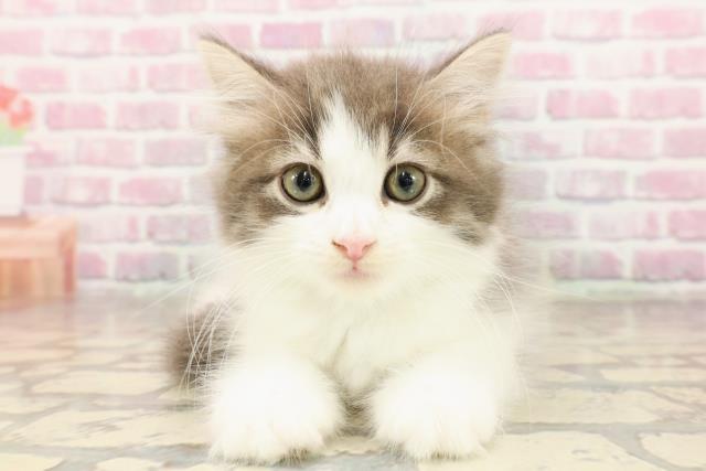 北海道のサイベリアン (Coo&RIKU札幌東店/2025年6月27日生まれ/男の子/ブルータビーホワイト)の子猫