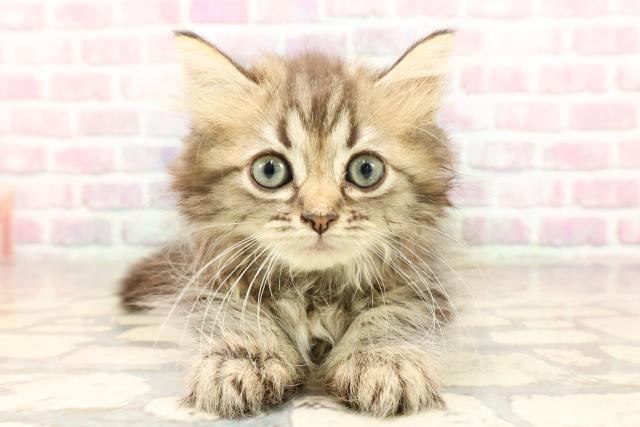 静岡県のミヌエット (Coo&RIKU沼津店/2025年6月27日生まれ/男の子/ブラウンタビー)の子猫