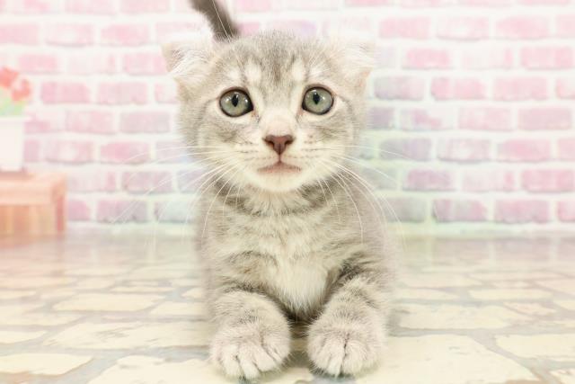 千葉県のアメリカンカール (Coo&RIKU木更津店/2025年6月29日生まれ/女の子/ブルータビー)の子猫の1枚目の画像
