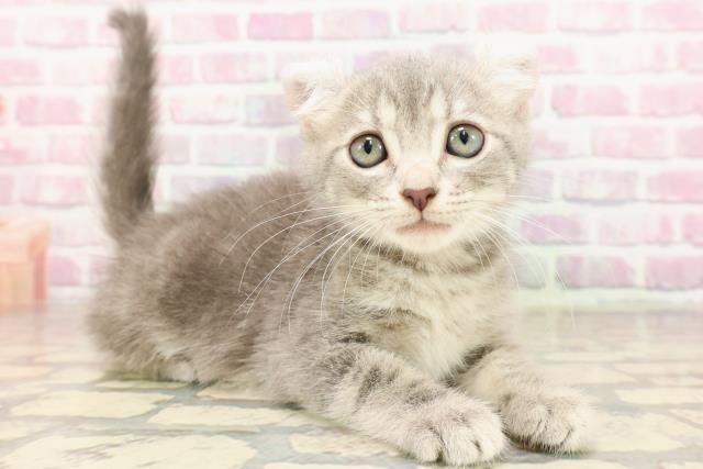 千葉県のアメリカンカール (Coo&RIKU木更津店/2025年6月29日生まれ/女の子/ブルータビー)の子猫の3枚目の画像