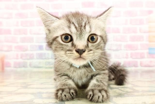 東京都のフォールデックス (Coo&RIKU府中店/2025年6月26日生まれ/男の子/シルバータビー)の子猫の1枚目の画像