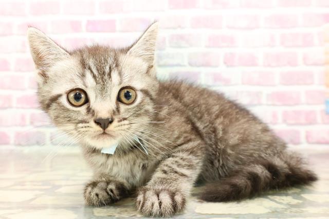 東京都のフォールデックス (Coo&RIKU府中店/2025年6月26日生まれ/男の子/シルバータビー)の子猫の2枚目の画像