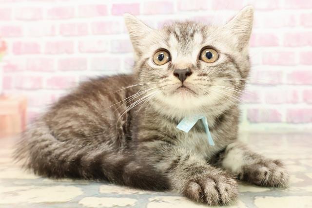 東京都のフォールデックス (Coo&RIKU府中店/2025年6月26日生まれ/男の子/シルバータビー)の子猫の3枚目の画像