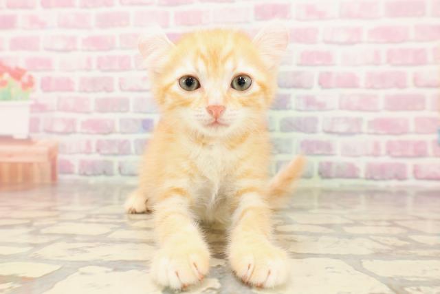 埼玉県のアメリカンカール (Coo&RIKU大宮店/2025年6月29日生まれ/女の子/レッドタビー)の子猫の1枚目の画像