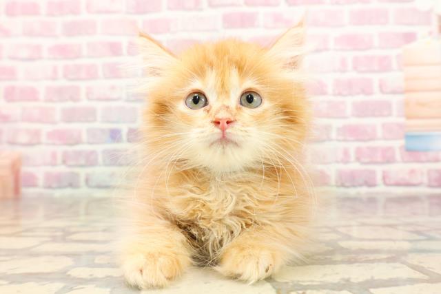 静岡県のミヌエット (Coo&RIKU掛川店/2025年6月21日生まれ/男の子/レッドタビー)の子猫の1枚目の画像
